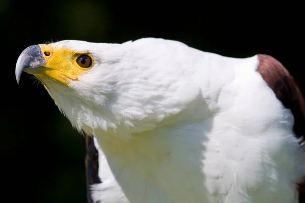 Águila Pescadora Africana Haliaeetus Vocifer — Foto de Stock