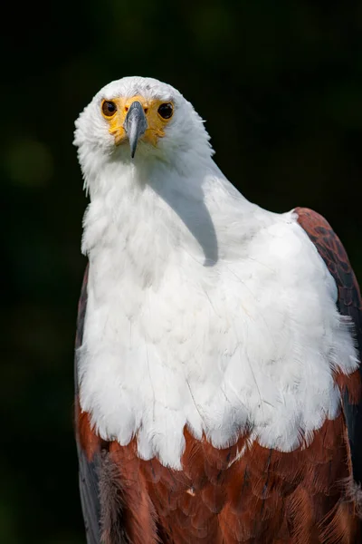 African Fish Eagle Haliaeetus Vocifer — Stock Photo, Image