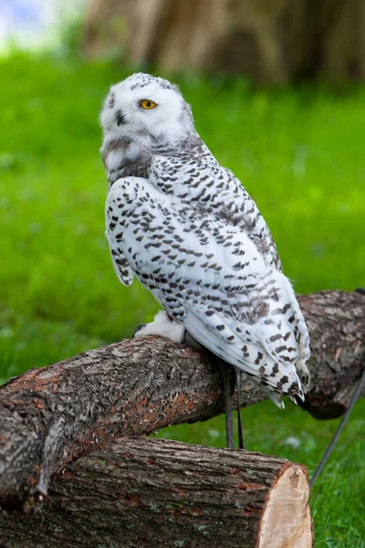 Schneeeule Bubo Scandiacus Sommer — Stockfoto