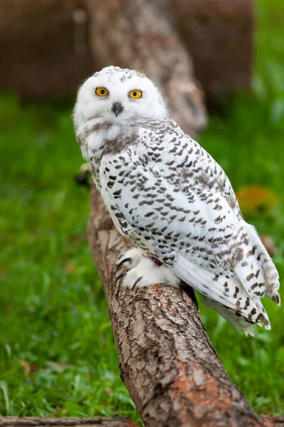 Schneeeule Bubo Scandiacus Sommer — Stockfoto