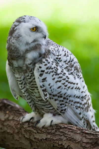 Schneeeule Bubo Scandiacus Sommer — Stockfoto