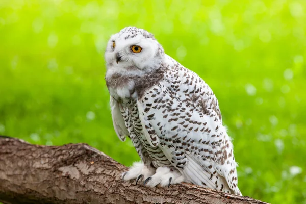 Schneeeule Bubo Scandiacus Sommer — Stockfoto