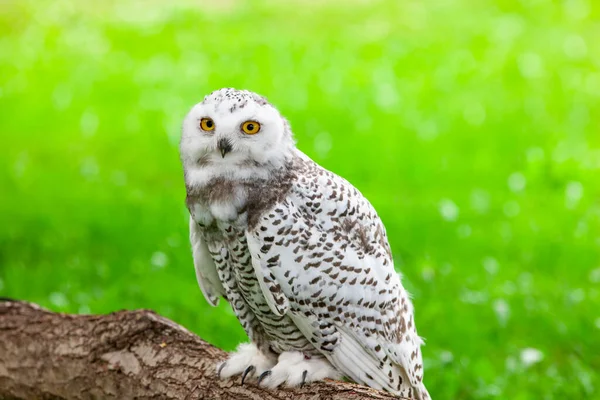 Yazın Karlı Baykuş Bubo Scandiacus — Stok fotoğraf