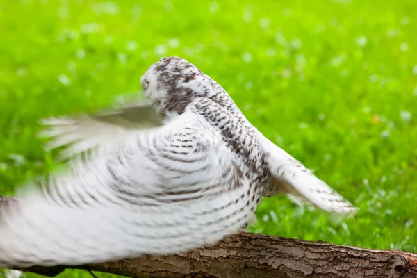 Yazın Karlı Baykuş Bubo Scandiacus — Stok fotoğraf