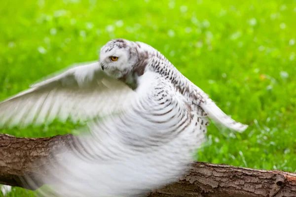 Schneeeule Bubo Scandiacus Sommer — Stockfoto