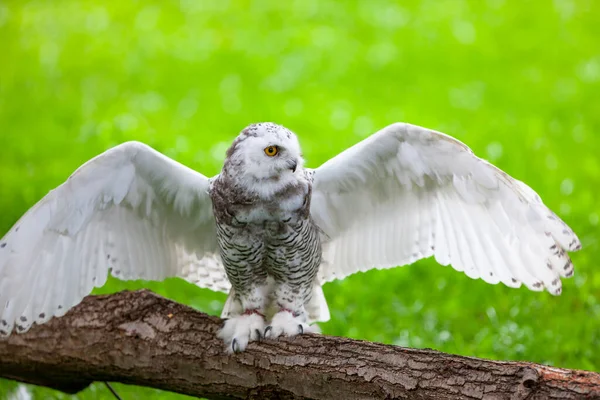 Hibou Des Neiges Bubo Scandiacus Été — Photo