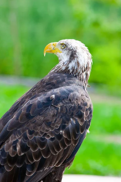 Águila Calva Lat Haliaeetus Leucocephalus — Foto de Stock