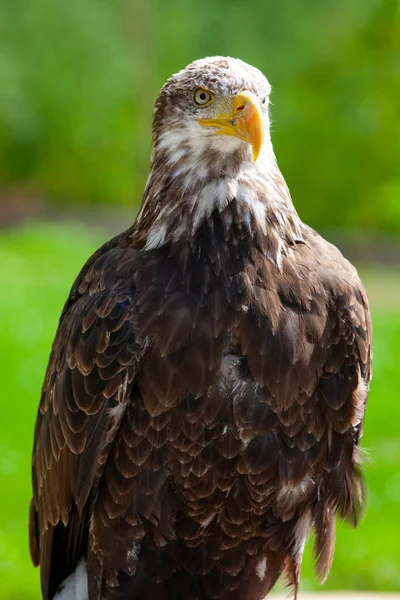 Águila Calva Lat Haliaeetus Leucocephalus — Foto de Stock