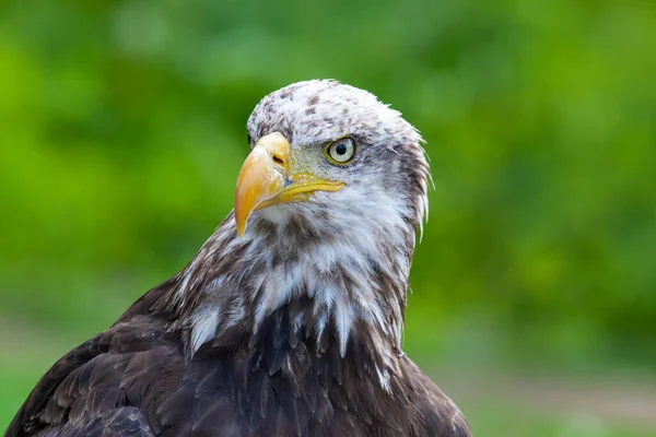 Skallig Örn Lat Haliaeetus Leucocephalus — Stockfoto