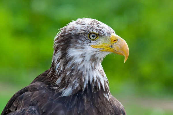 Águila Calva Lat Haliaeetus Leucocephalus — Foto de Stock