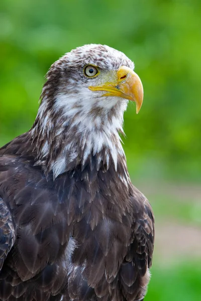 Águila Calva Lat Haliaeetus Leucocephalus — Foto de Stock