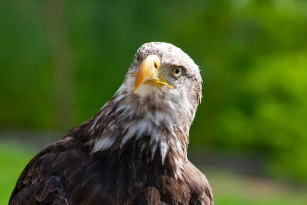 Bald Eagle Lat Haliaeetus Leucocephalus — Stock Photo, Image