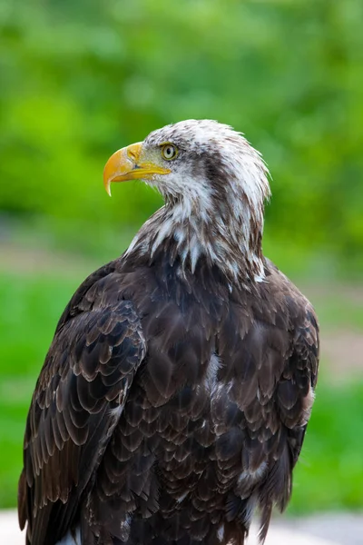 Bald Eagle Lat Haliaeetus Leucocephalus — Stock Photo, Image