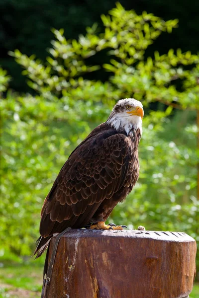 Águila Calva Lat Haliaeetus Leucocephalus — Foto de Stock