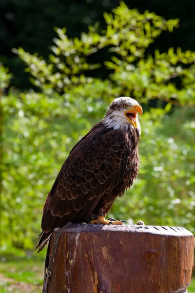 Águila Calva Lat Haliaeetus Leucocephalus — Foto de Stock