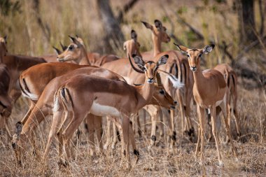Güney Afrika Kruger Ulusal Parkı 'nda İmpala Antilopları