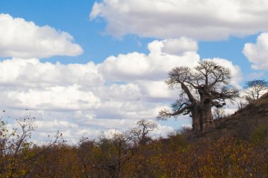 Güney Afrika 'daki Kruger Ulusal Parkı' nda büyük bir baobab ağacı.