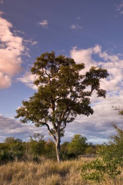 Güney Afrika Kruger Ulusal Parkı 'nda Afrika gündoğumu