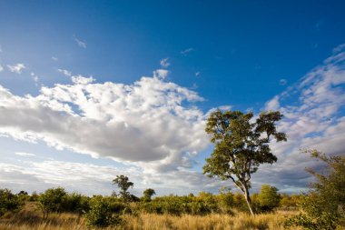 Güney Afrika Kruger Ulusal Parkı 'nda Afrika gündoğumu