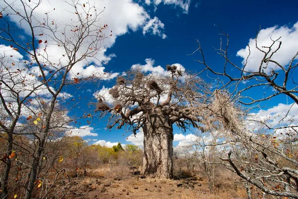 Grande Albero Baobab Nel Parco Nazionale Kruger Sud Africa — Foto Stock