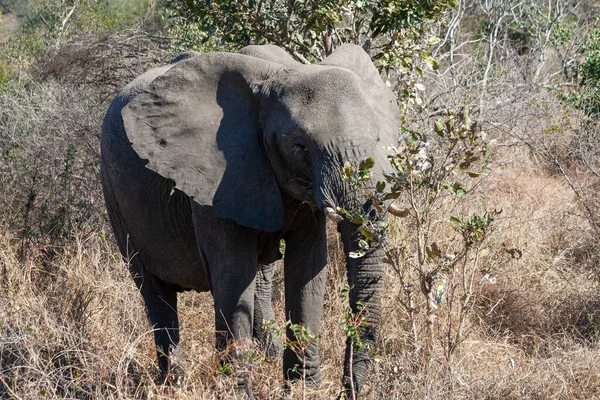 Afrikansk Elefant Kruger National Park Och Största Viltreservaten Sydafrika — Stockfoto