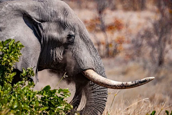 African Elephant Kruger National Park One Largest Game Reserves South — Stock Photo, Image