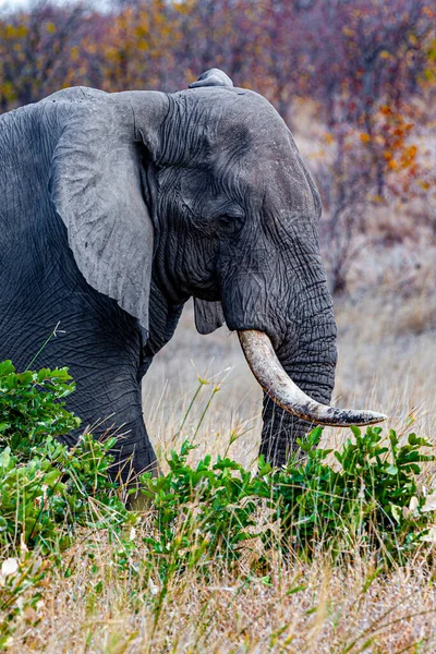 Afrikanischer Elefant Kruger Nationalpark Und Eines Der Größten Wildreservate Südafrikas — Stockfoto