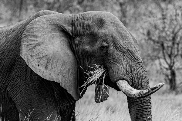 Elefante Africano Parque Nacional Kruger Una Las Mayores Reservas Caza — Foto de Stock