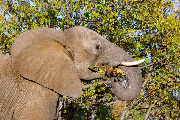 Elefante Africano Parque Nacional Kruger Uma Das Maiores Reservas Caça — Fotografia de Stock