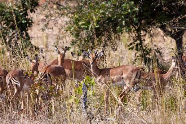 Impala Antelopes Parque Nacional Kruger Sudáfrica — Foto de Stock