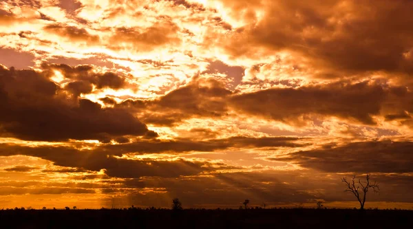 Nascer Sol Africano Parque Nacional Kruger África Sul — Fotografia de Stock