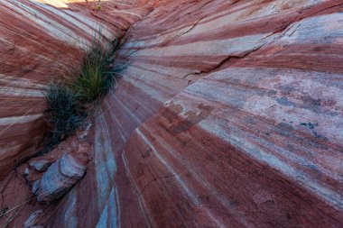 Çöldeki çimenler kıvrımlı kayalık muhteşem Ateş Vadisi manzarasına bakıyor. 