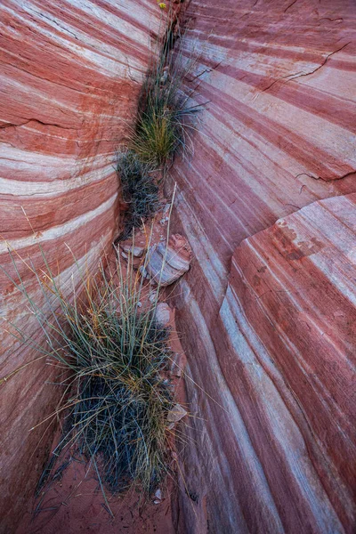 Hierba Del Desierto Asomándose Través Paisaje Hermoso Rocoso Curvado Del —  Fotos de Stock