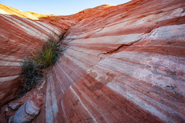 Çöldeki çimenler kıvrımlı kayalık muhteşem Ateş Vadisi manzarasına bakıyor. 