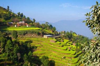 Nepal 'in Bungamati köyünde teraslı, ekili yamaçlar.
