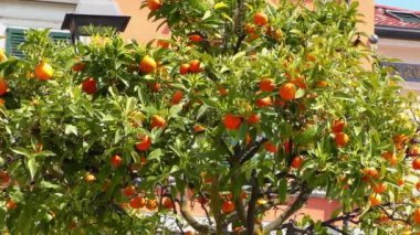 4K footage of an orange tree in Gargnano, at Lake Garda, Italy. Lake Garda is a popular holiday location in northern Italy.