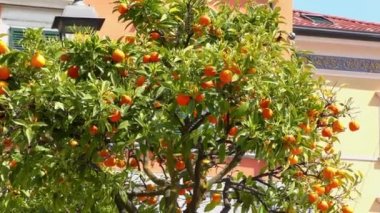 4K footage of an orange tree in Gargnano, at Lake Garda, Italy. Lake Garda is a popular holiday location in northern Italy.