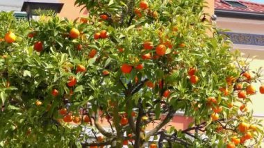 4K footage of an orange tree in Gargnano, at Lake Garda, Italy. Lake Garda is a popular holiday location in northern Italy.