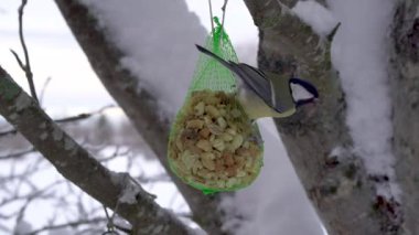 Great tit bird eating