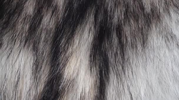 Real Grey Wolf Fur — Stock Video