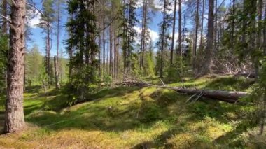 Kuzey İskandinavya 'da Doğa