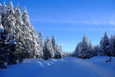 Kış manzarası. Karlı orman çam ağaçları. Işıltılı ve mavi gökyüzü.