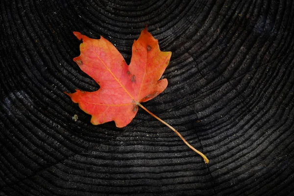 秋天的叶子落在一棵老旧的 风吹日晒的树桩上 — 图库照片