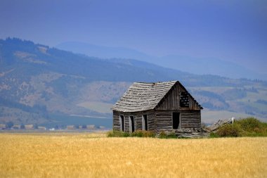 Farmground alan tahıl ile üzerinde Kabin eski homestead