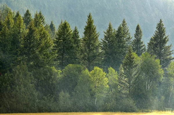 Tormenta Lluvia Forestal Con Gotas Cayendo Árboles Exuberantes — Foto de Stock