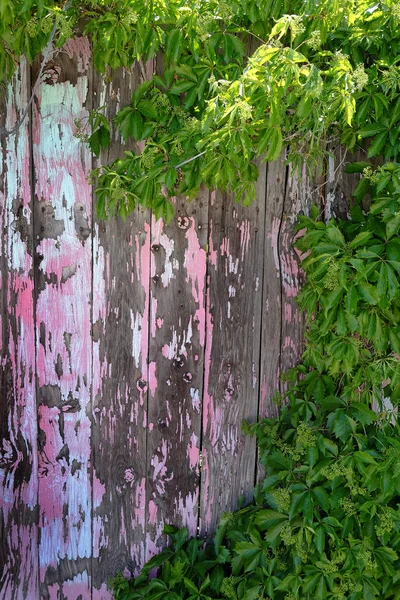 Détail Vieille Peinture Déchiquetée Peint Mur Clôture Bois Avec Des — Photo