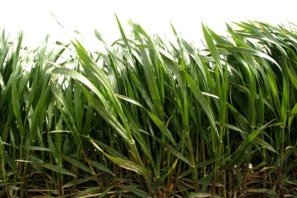 Weelderige Groen Gras Groeien Levendige Zonlicht — Stockfoto