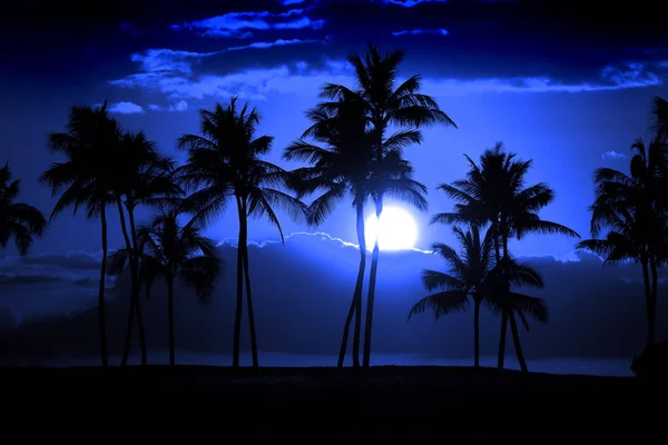 Tropikal Palmiye Ağaçları Siluet Dolunay Moonrise Gece Yarısı — Stok fotoğraf
