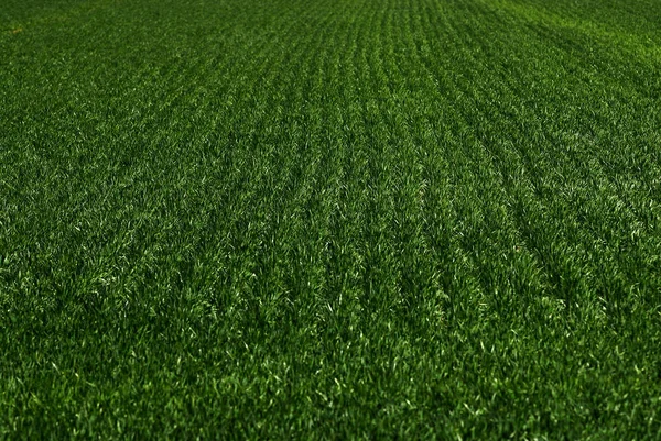 Furrow Gebied Van Gewassen Een Boerderij Groeiende Groene Groei — Stockfoto