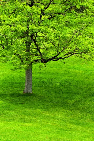 郁郁葱葱的绿树 夏天在公园的树叶 — 图库照片